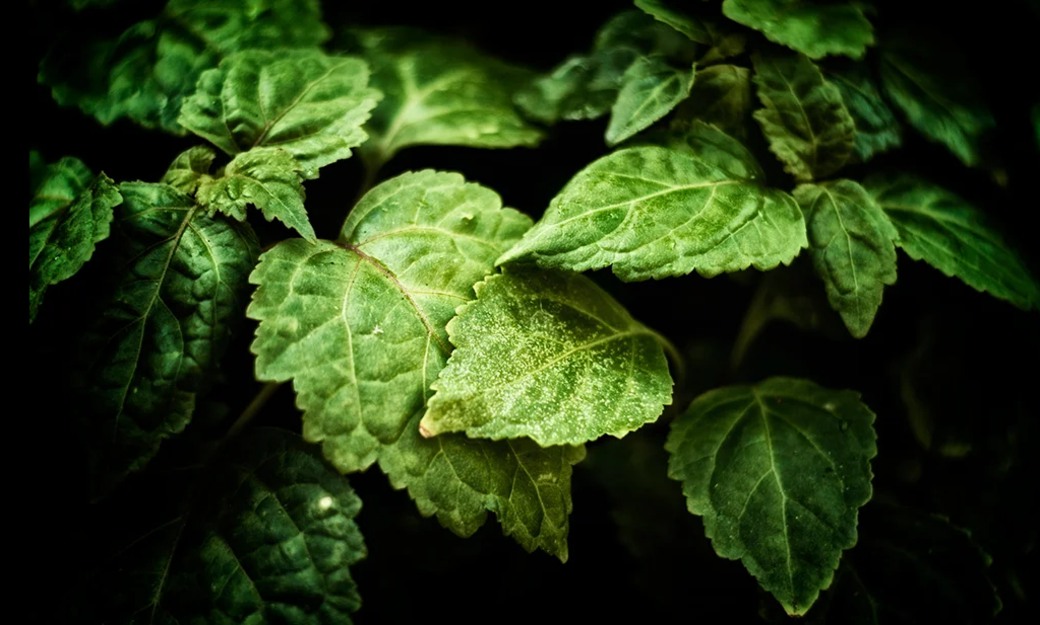 Patchouli mot svart bakgrund