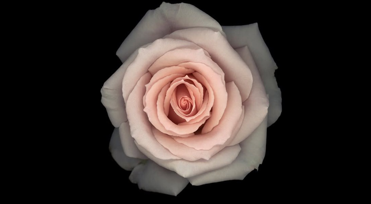rosa ros med svart bakgrund