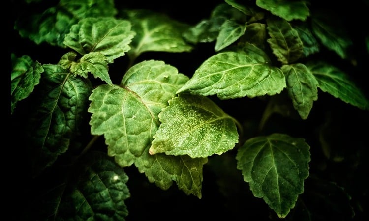 Patchouli mot svart bakgrund